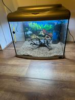 Te koop mooie zilveren superfish, Dieren en Toebehoren, Vissen | Aquaria en Toebehoren, Ophalen of Verzenden, Zo goed als nieuw