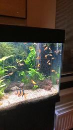 Gratis jonge  platies , verschillende soorten, Dieren en Toebehoren, Vis, Zoetwatervis