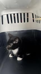 Gratis Kitten, Tuin en Terras, Aarde en Mest, Ophalen