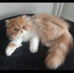 Perzisch kitten, Kater, Ontwormd