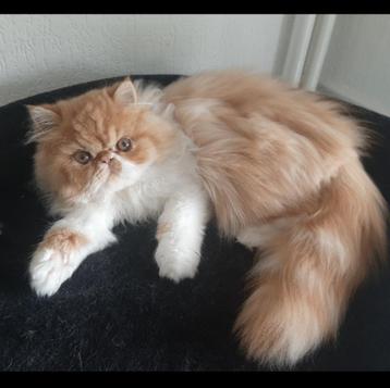 Perzisch kitten  beschikbaar voor biedingen