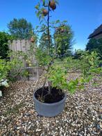 Bloembak met Appelboom (Elstar), Tuin en Terras, Ophalen, Kunststof, Gebruikt, Rond