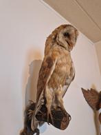 Taxidermie opgezette kerkuil, Verzamelen, Dierenverzamelingen, Ophalen, Gebruikt, Opgezet dier