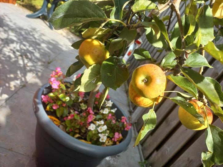 4 Appelbomen elstar meerderjarig vruchtdragend appels +/-2 m, Tuin en Terras, Planten | Fruitbomen, Appelboom, 100 tot 250 cm