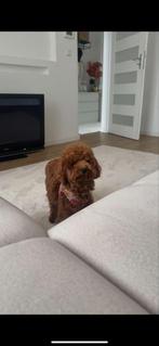 Toy poddle, November, Mannelijk