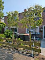 Leilinden boom, Tuin en Terras, Planten | Bomen, Leiboom, Lente, 250 tot 400 cm, Ophalen