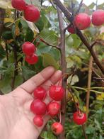 Sierappel, Ophalen, Minder dan 100 cm