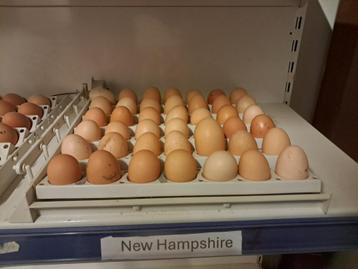 new hampshire broedeieren - bevruchting 85 a 90% beschikbaar voor biedingen