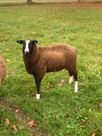 Zwartbles ram, Dieren en Toebehoren, Mannelijk, Schaap, 0 tot 2 jaar