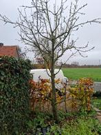 Perenbomen, Overige soorten, Lente, 250 tot 400 cm, Ophalen