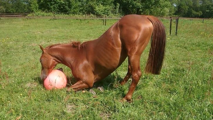 Paardrijden & holistische therapie op unieke stal i.d natuur, Diensten en Vakmensen, Dieren | Paarden | Verzorging, Oppas en Les