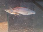 Dimidichromis compressiceps, Dieren en Toebehoren, Vis