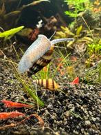 Roofslakken Anentome Helena, Slak of Weekdier