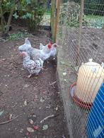 Wyandotte kriel haan parelgrijs witgepareld, Dieren en Toebehoren, Pluimvee, Mannelijk, Kip