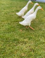 3x Indische loopeend woerd/man zuiver wit, Dieren en Toebehoren, Pluimvee, Mannelijk, Eend