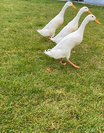 3x Indische loopeend woerd/man zuiver wit beschikbaar voor biedingen