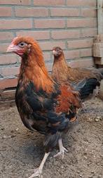 Raszuivere, tamme welsumer haan van 25-7-2025 (Groot soort), Dieren en Toebehoren, Pluimvee, Mannelijk, Kip