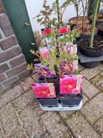 pioenrozen, Tuin en Terras, Planten | Tuinplanten, Halfschaduw, Vaste plant, Ophalen of Verzenden, Lente