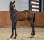 Cape Coral RBF Z hengst veulen, Dieren en Toebehoren, Springpaard, Minder dan 160 cm, Gechipt, 0 tot 2 jaar
