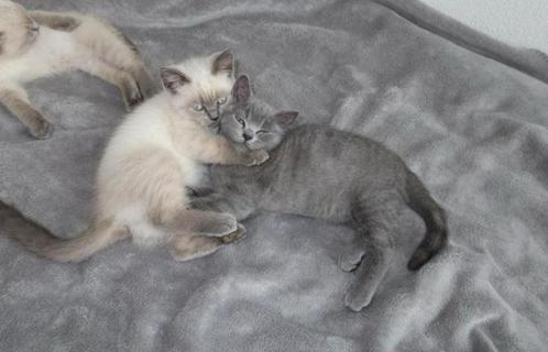 Britse korthaar kittens- Grijze kater - witte bluepoint poes, Dieren en Toebehoren, Katten en Kittens | Raskatten | Korthaar, Meerdere dieren