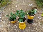 chocolade munt (Mentha piperita), Tuin en Terras, Ophalen, Volle zon, Vaste plant, Kruiden