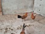 Twee hanen, frieshoen, Dieren en Toebehoren, Pluimvee, Mannelijk, Kip