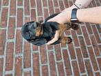Dwerg teckel puppy, Dieren en Toebehoren, Honden | Teckels en Dashonden, Reu, CDV (hondenziekte), 8 tot 15 weken, Korthaar
