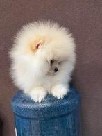 Pomeriaan, Dieren en Toebehoren, Nederland, Overige rassen, 8 tot 15 weken, Teef