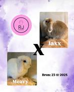 Minilop nestje geboren🩷🩵, Dieren en Toebehoren, Konijnen, Meerdere dieren, Dwerg, Hangoor, 0 tot 2 jaar