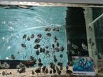 Polar Blue Parrot Cichliden, Dieren en Toebehoren, Vissen | Aquariumvissen, Vis, Zoetwatervis