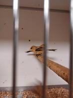 Koppel baardmannetje, Meerdere dieren