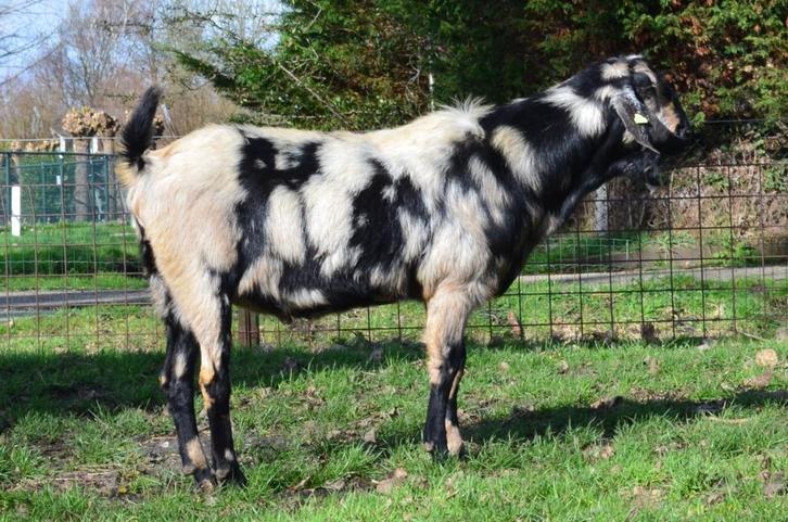 Nubische bokken ter dekking stamboek (NOG), Dieren en Toebehoren, Schapen, Geiten en Varkens, Geit, Mannelijk, 3 tot 5 jaar