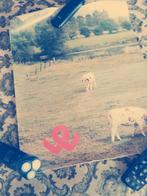 Poster met koeien in de wei, Ophalen of Verzenden