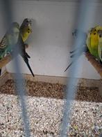 Diverse vogels, Meerdere dieren, Parkiet