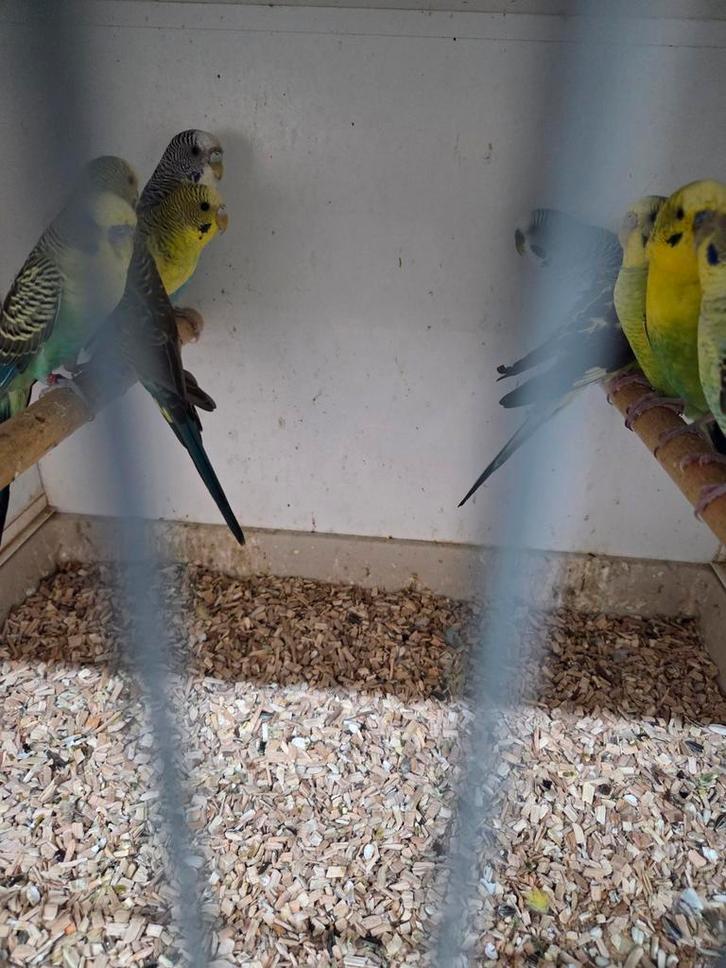 Diverse vogels, Dieren en Toebehoren, Vogels | Parkieten en Papegaaien, Parkiet, Meerdere dieren