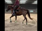 Lieve 3jr.  Quarter horse AQHA, Dieren en Toebehoren, Minder dan 160 cm, Gechipt, 3 tot 6 jaar, Westernpaard