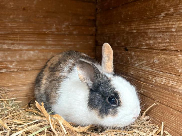 3 kleurdwergkonijnen 14 weken oud, Dieren en Toebehoren, Konijnen, Dwerg, Mannelijk, 0 tot 2 jaar