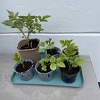 frambozenplant / frambozenstruik / frambozenstek --doornloos, Tuin en Terras, Planten | Fruitbomen, Ophalen of Verzenden, 100 tot 250 cm