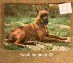 Ansichtkaart hond boxer, Verzenden, Ongelopen, Hond of Kat