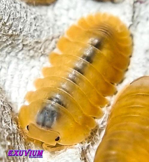 Cubaris sp. Orange Freezy isopods / pissebedden, Dieren en Toebehoren, Insecten en Spinnen, Overige soorten