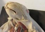 antiek anatomisch model konijn dissectie ingewanden, Antiek en Kunst, Ophalen