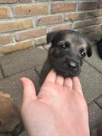 2 reutjes te koop, Dieren en Toebehoren, Honden | Niet-rashonden, Rabiës (hondsdolheid), Reu, 8 tot 15 weken, Meerdere