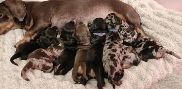 DwergTeckel Pups (kort/gladharig), Dieren en Toebehoren, Honden | Teckels en Dashonden, Meerdere dieren, Korthaar, Dwerg, Particulier