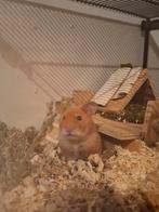 Hamster, Dieren en Toebehoren, Knaagdieren, September, Mannelijk, Hamster