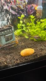 Kersenbuiken man en vrouw, Dieren en Toebehoren, Vissen | Aquariumvissen, Vis