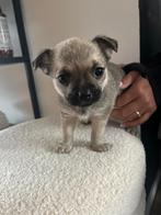 Chihuahua pup (teefje), Dieren en Toebehoren, Honden | Chihuahua's en Gezelschapshonden, 8 tot 15 weken, Teef, CDV (hondenziekte)