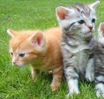 Gezocht 2 kittens, Dieren en Toebehoren, Katten en Kittens | Overige Katten