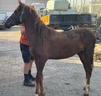 Tweejarige Hengst, Hengst, Minder dan 160 cm, 0 tot 2 jaar