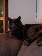 Lief poes  zoekt nieuw  thuis, Dieren en Toebehoren, Katten en Kittens | Overige Katten, Poes