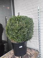 Buxus sempervirens - Bolvorm, Volle zon, Vaste plant, Bloeit niet, Ophalen